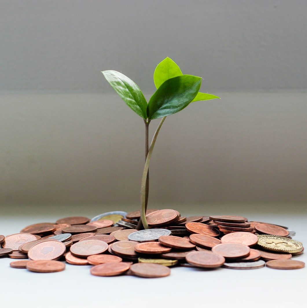 green plant on brown round coins